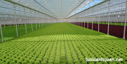 Hệ thống nhà màng trồng rau sạch - Mô hình trồng rau sạch trong nhà lưới