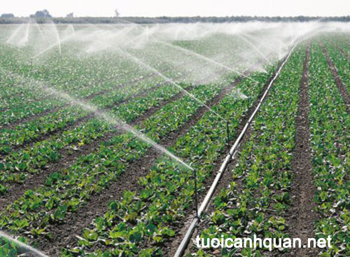 Tưới phun mưa nông nghiệp – hệ thống tưới rau